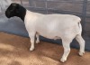 LOT 15 1X DORPER RAM FLOCK MICKEY PHILLIPS & SON