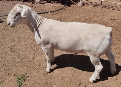 LOT 20 1X WHITE DORPER RAM FLOCK ASHLEY PHILLIPS WHTE DORPERS