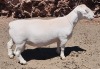 LOT 21 1X WHITE DORPER RAM T5 ASHLEY PHILLIPS WHTE DORPERS