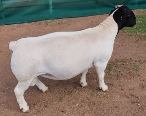 LOT 16 1X DORPER RAM FLOCK MICKEY PHILLIPS & SON