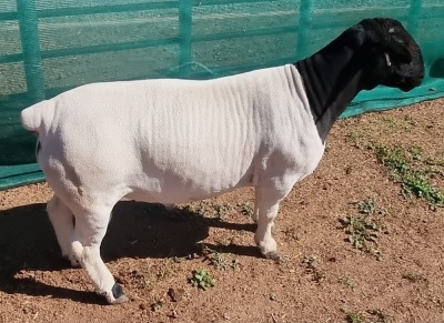 LOT 22 1X DORPER RAM FLOCK MICKEY PHILLIPS & SON