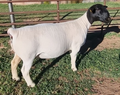 LOT 2 1X DORPER EWE STUD MICKEY PHILLIPS & SON