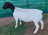 LOT 3 1X DORPER EWE T5 MICKEY PHILLIPS & SON