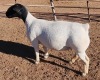 LOT 1 1X DORPER EWE T5 MICKEY PHILLIPS & SON