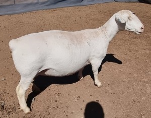 LOT 6 1+2X WHITE DORPER EWE FLOCK ASHLEY PHILLIPS WHTE DORPERS