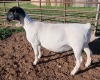 LOT 4 1X DORPER EWE T5 MICKEY PHILLIPS & SON