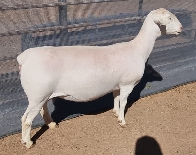 LOT 7 1+1X WHITE DORPER EWE T5 ASHLEY PHILLIPS WHTE DORPERS