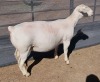 LOT 8 1X WHITE DORPER EWE FLOCK ASHLEY PHILLIPS WHTE DORPERS