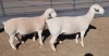 LOT 9 1+1X WHITE DORPER EWE T5 ASHLEY PHILLIPS WHTE DORPERS