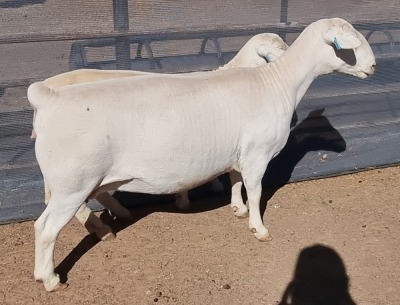 LOT 10 1+1X WHITE DORPER EWE T5 ASHLEY PHILLIPS WHTE DORPERS