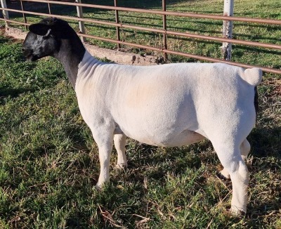 LOT 16 1X DORPER EWE FLOCK MICKEY PHILLIPS & SON