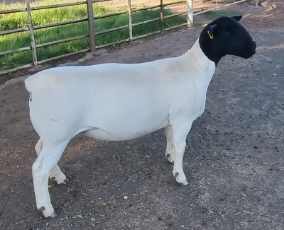 LOT 18 1X DORPER EWE T5 MICKEY PHILLIPS & SON