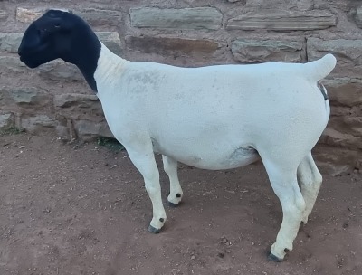 LOT 19 1X DORPER EWE T5 MICKEY PHILLIPS & SON