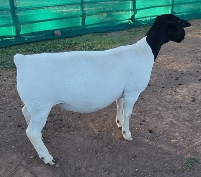 LOT 20 1X DORPER EWE T5 MICKEY PHILLIPS & SON