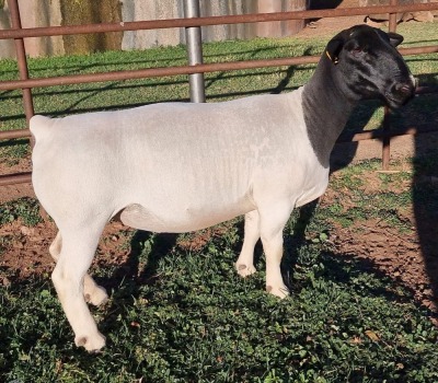 LOT 17 1X DORPER EWE STUD MICKEY PHILLIPS & SON