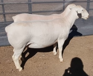 LOT 21 1+1X WHITE DORPER EWE T5 ASHLEY PHILLIPS WHTE DORPERS