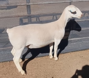 LOT 24 1X WHITE DORPER EWE STUD ASHLEY PHILLIPS WHTE DORPERS