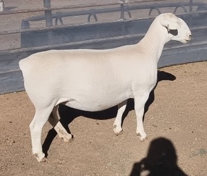 LOT 25 1X WHITE DORPER EWE T5 ASHLEY PHILLIPS WHTE DORPERS