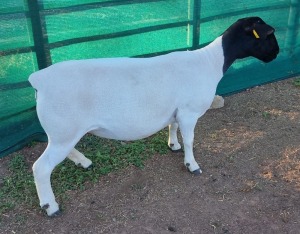 LOT 31 1X DORPER EWE STUD MICKEY PHILLIPS & SON