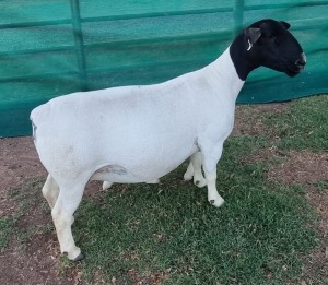 LOT 32 2X DORPER EWE T5 MICKEY PHILLIPS & SON