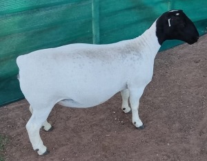 LOT 34 1X DORPER EWE T5 MICKEY PHILLIPS & SON