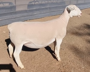 LOT 36 1X WHITE DORPER EWE T5 ASHLEY PHILLIPS WHTE DORPERS