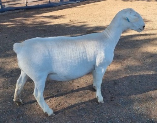 LOT 37 1X WHITE DORPER EWE T5 ASHLEY PHILLIPS WHTE DORPERS