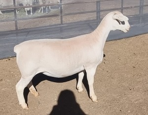 LOT 38 1X WHITE DORPER EWE T5 ASHLEY PHILLIPS WHTE DORPERS