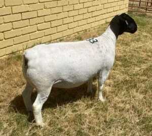 LOT 33 1X DORPER EWE T5 MICKEY PHILLIPS & SON