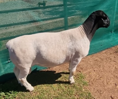 LOT 29 1X DORPER RAM FLOCK MICKEY PHILLIPS & SON