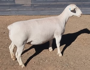 LOT 23 1X WHITE DORPER EWE T5 ASHLEY PHILLIPS WHTE DORPERS