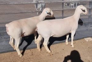 LOT 22 1+1X WHITE DORPER EWE STUD ASHLEY PHILLIPS WHTE DORPERS