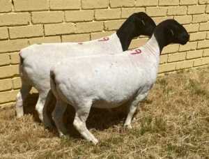 LOT 49 2X DORPER EWE FLOCK MICKEY PHILLIPS & SON(PER PIECE)