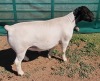 LOT 30 1X DORPER RAM FLOCK MICKEY PHILLIPS & SON