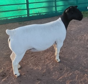 LOT 46 1X DORPER EWE T5 MICKEY PHILLIPS & SON