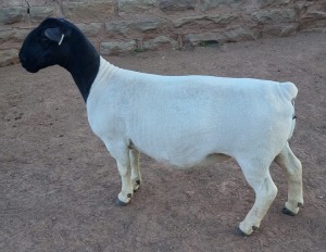 LOT 47 1X DORPER EWE T5 MICKEY PHILLIPS & SON