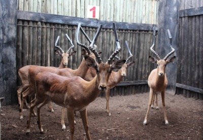 5 X ROOIBOK M:5 POTGIETER(PER STUK OM LOT TE NEEM)