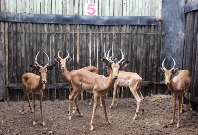 5 X ROOIBOK M:5 POTGIETER(PER STUK OM LOT TE NEEM)