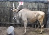 1 X ELAND M:1 RTFNT WILD