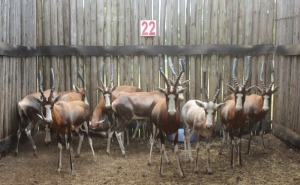 10 X BLESBOK M:4 V/F:6 MBWB1(PER STUK OM LOT TE NEEM)