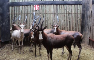 5 X BLESBOK M:5 MBWB1(PER STUK OM LOT TE NEEM)