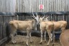 3 X ELAND M:3 2X RTFNT WILD 1X MBWB1(PER STUK OM LOT TE NEEM)