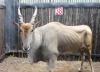 1 X ELAND M:1 RFNT WILD