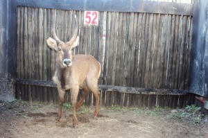 1 X WATERBOK M:1 RFNT WILD