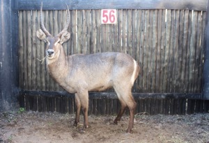 1 X WATERBOK M:1 RFNT WILD