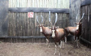 4 X BLESBOK M:4 RFNT WILD(PER STUK OM LOT TE NEEM)