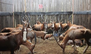 15 X BLESBOK V/F:15 RFNT WILD(PER STUK OM LOT TE NEEM)