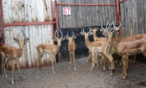 10 X ROOIBOK M:10 POTGIETER(PER STUK OM LOT TE NEEM)