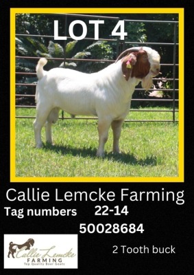 1 x BOER GOAT BUCK Callie Lemcke