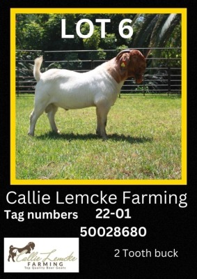 1 x BOER GOAT BUCK Callie Lemcke